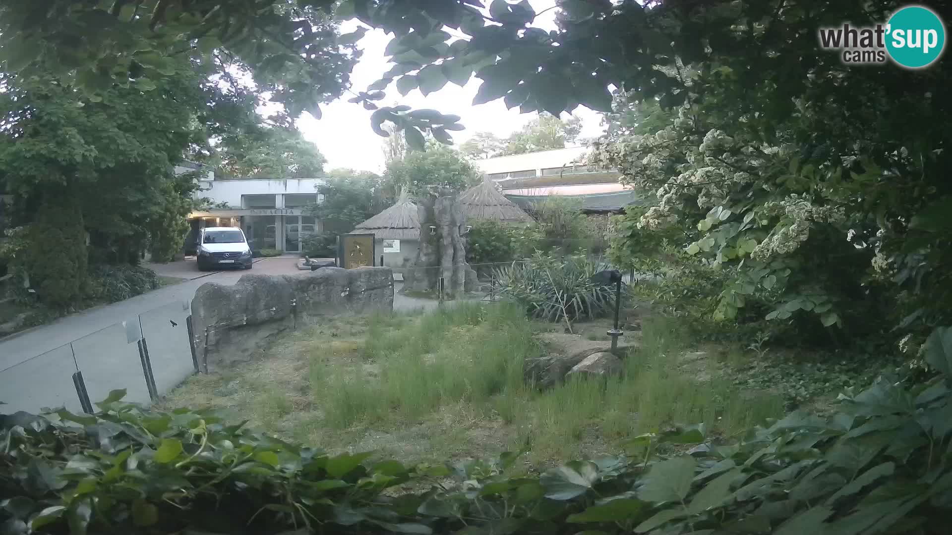 Zoo Zagreb – Merkat