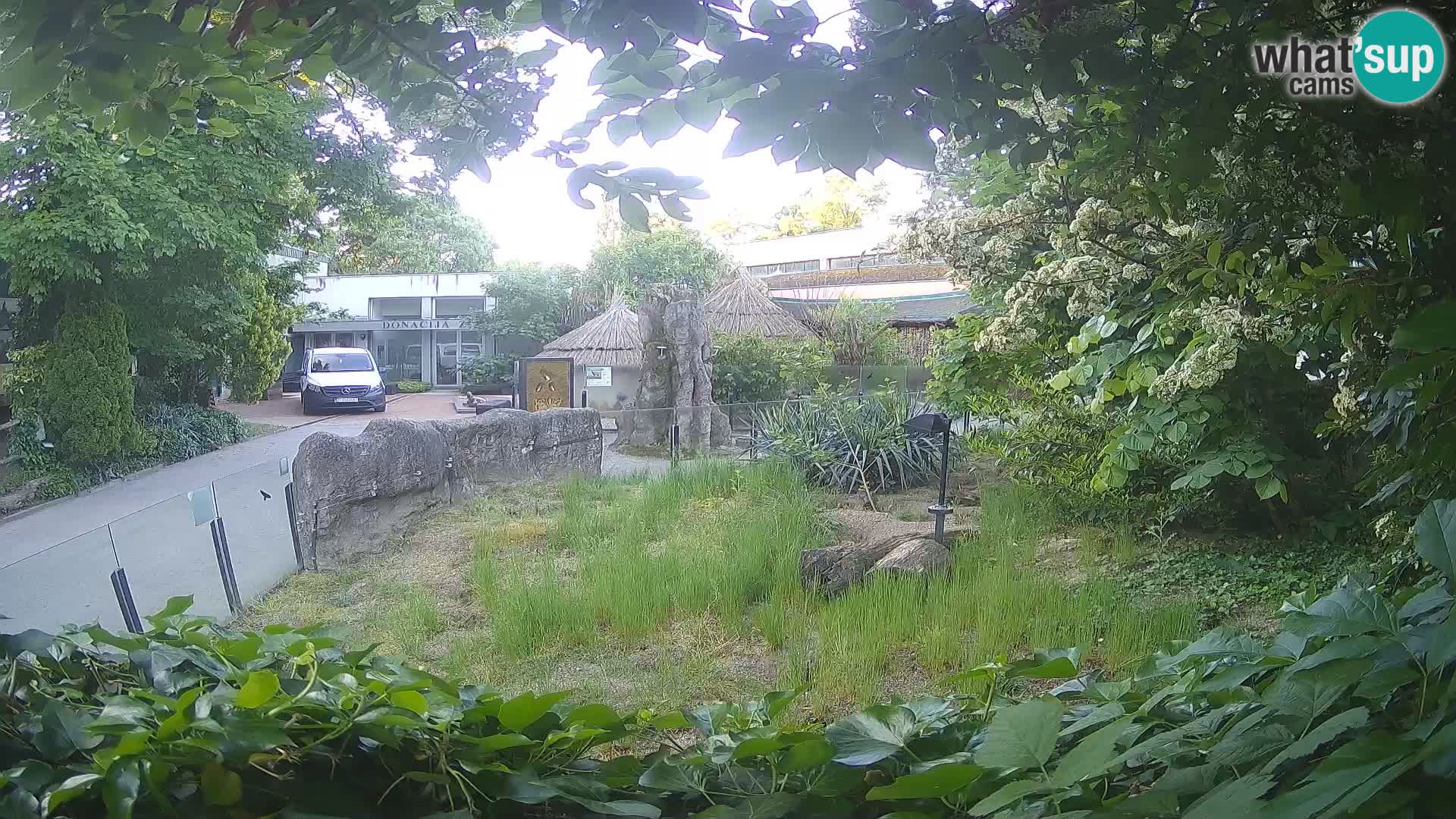 Zoo Zagreb – Suricata