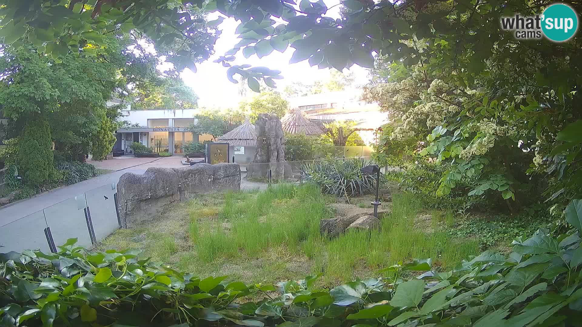 Zoo Zagreb – Suricata