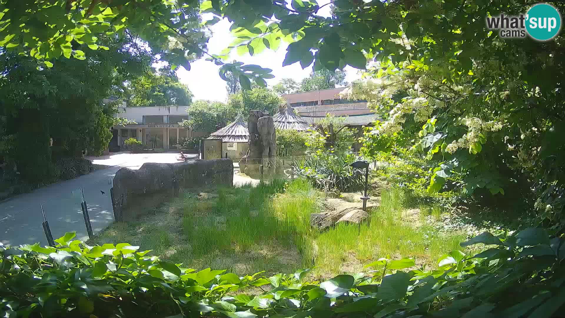 Zoo Zagreb – Suricata