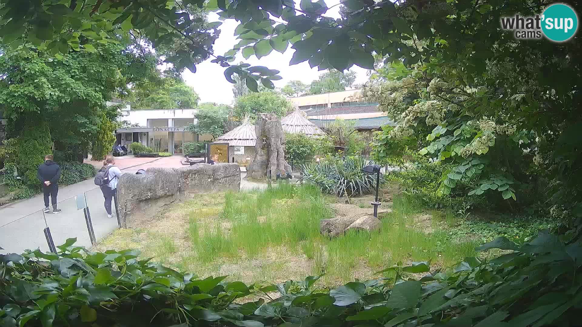 Zoo Zagreb – Suricata