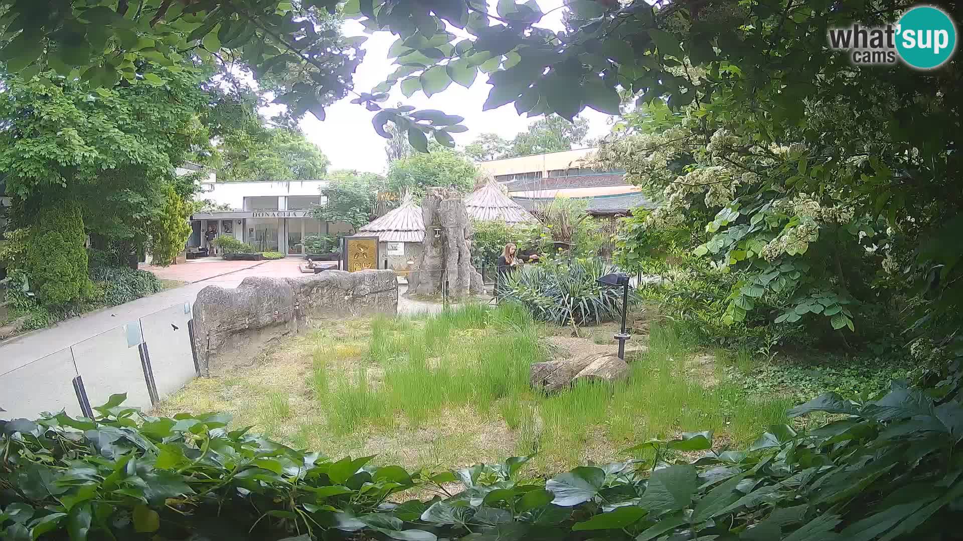 Zoo Zagreb – Suricate