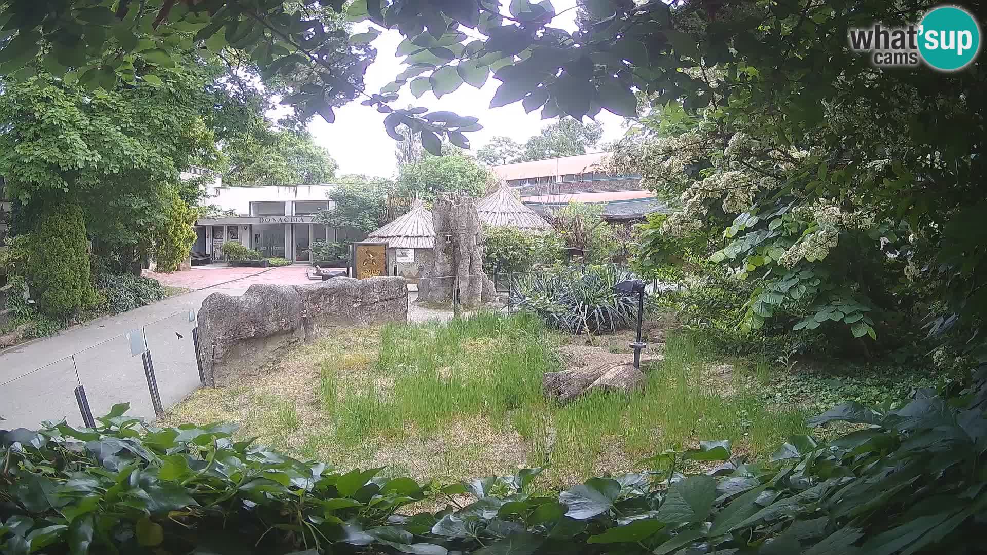 Zoo Zagreb – Suricate