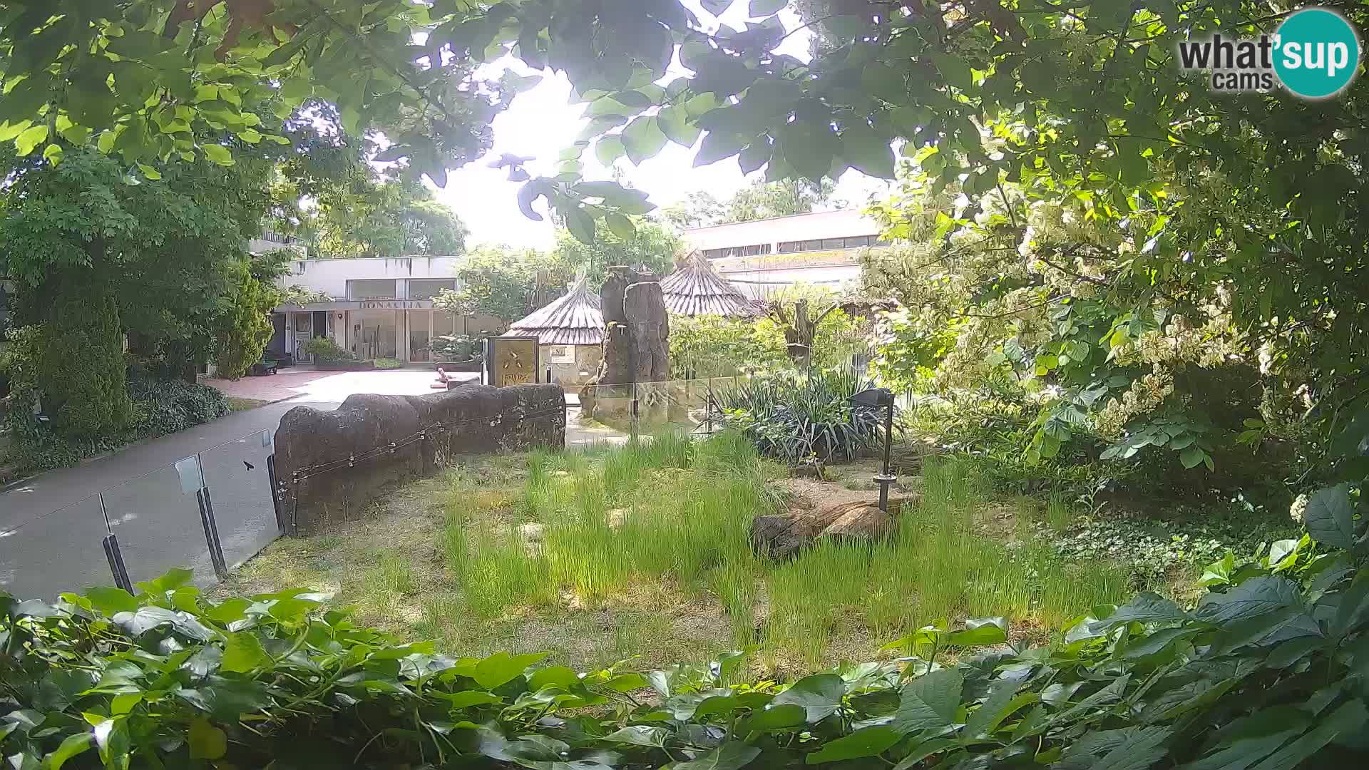 Zoo Zagreb – Merkat