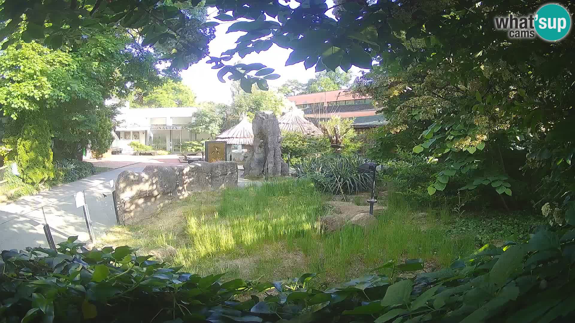 Zoo Zagreb – Suricata