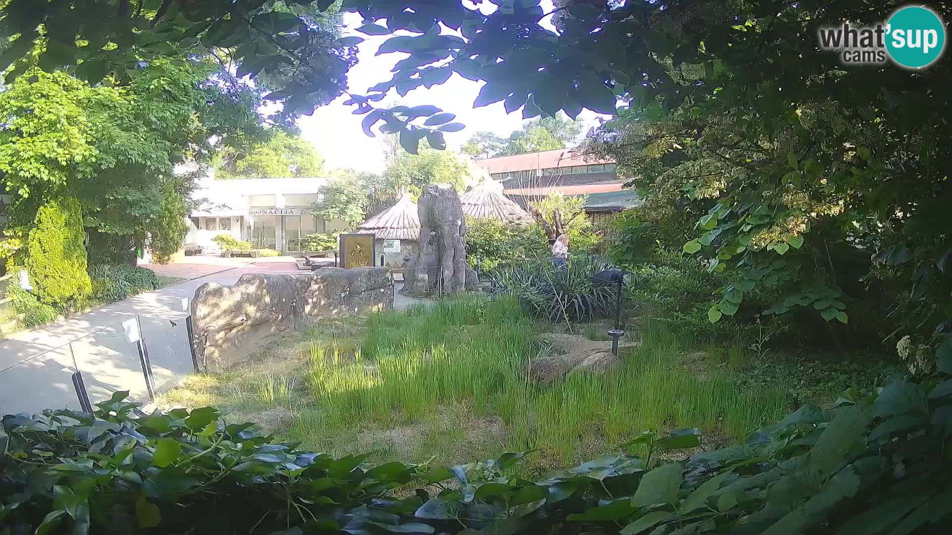 Zoo Zagreb – Suricata