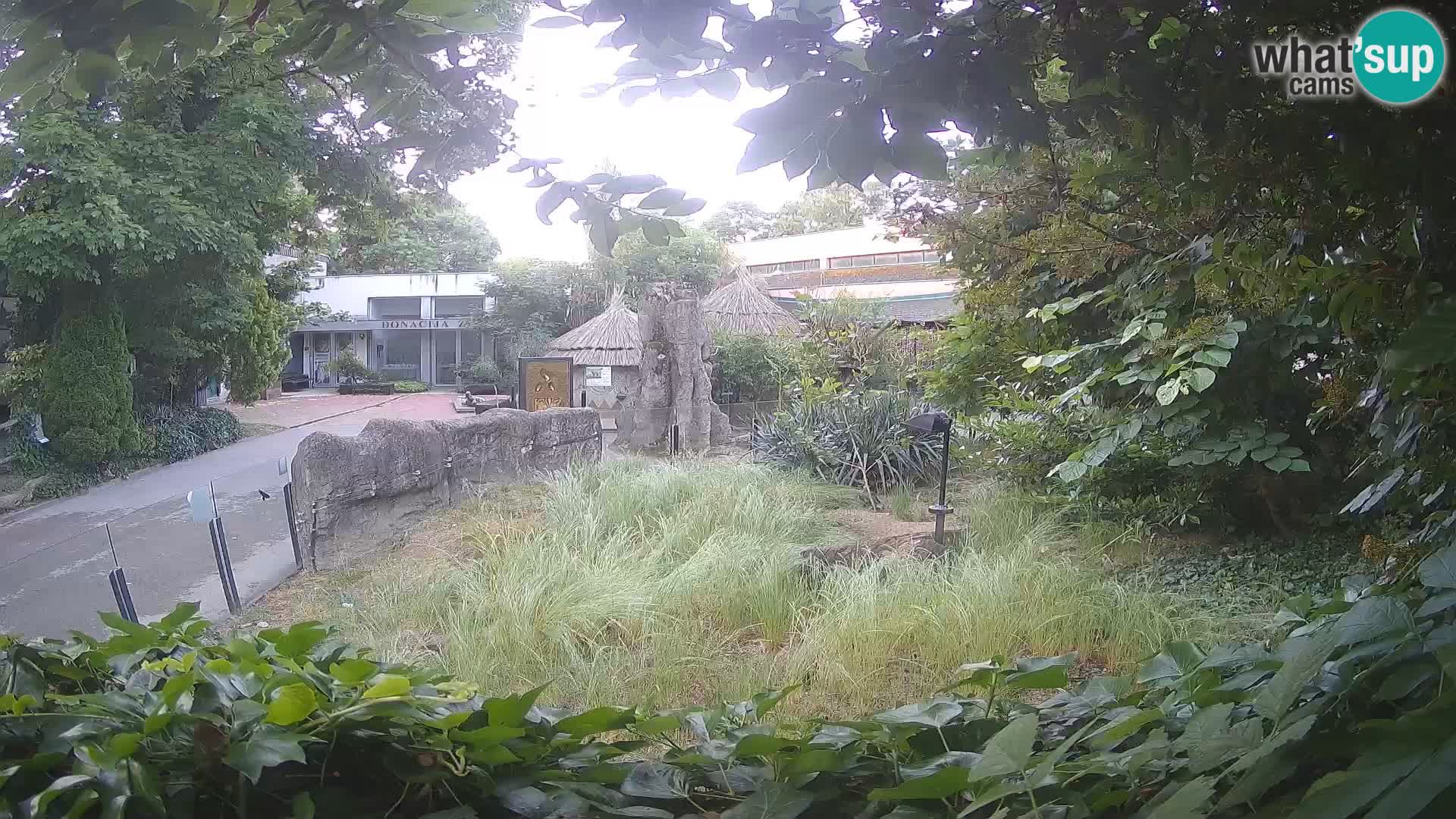 Zoo Zagreb – Suricate
