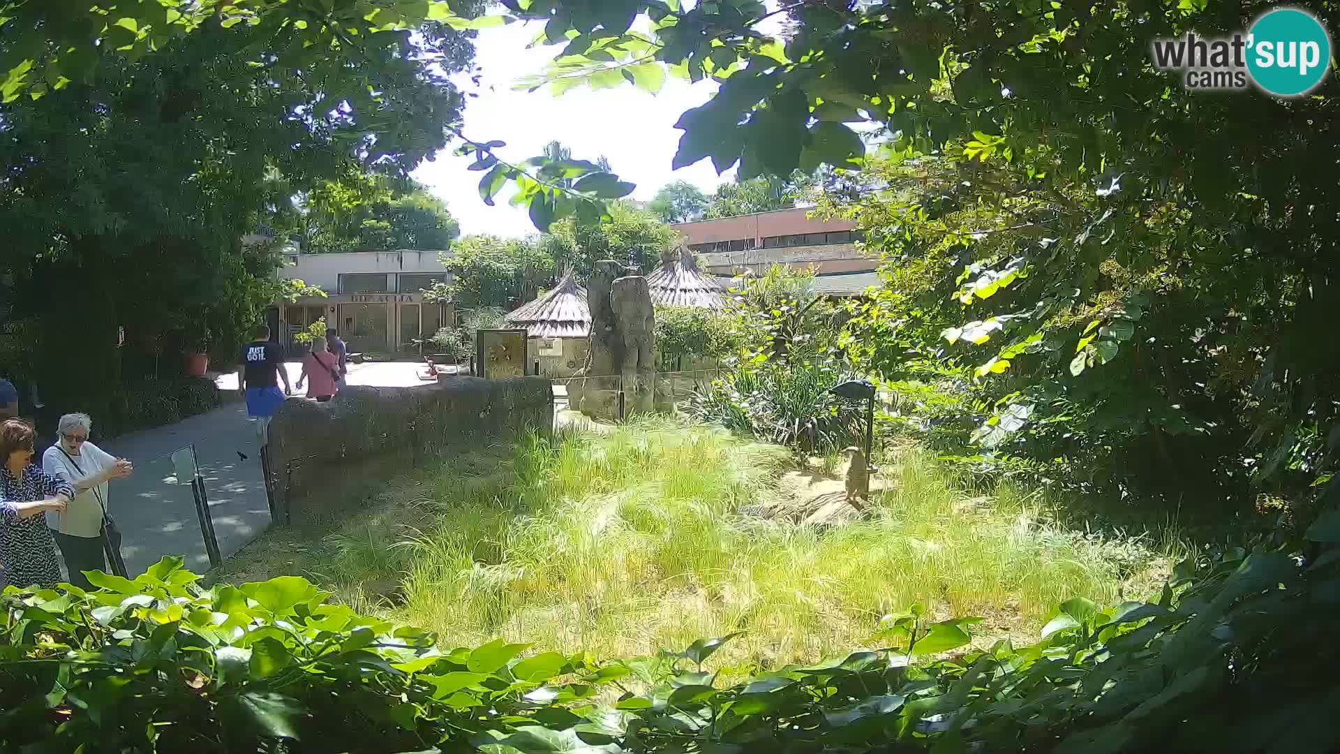 Zoo Zagreb – Erdmännchen