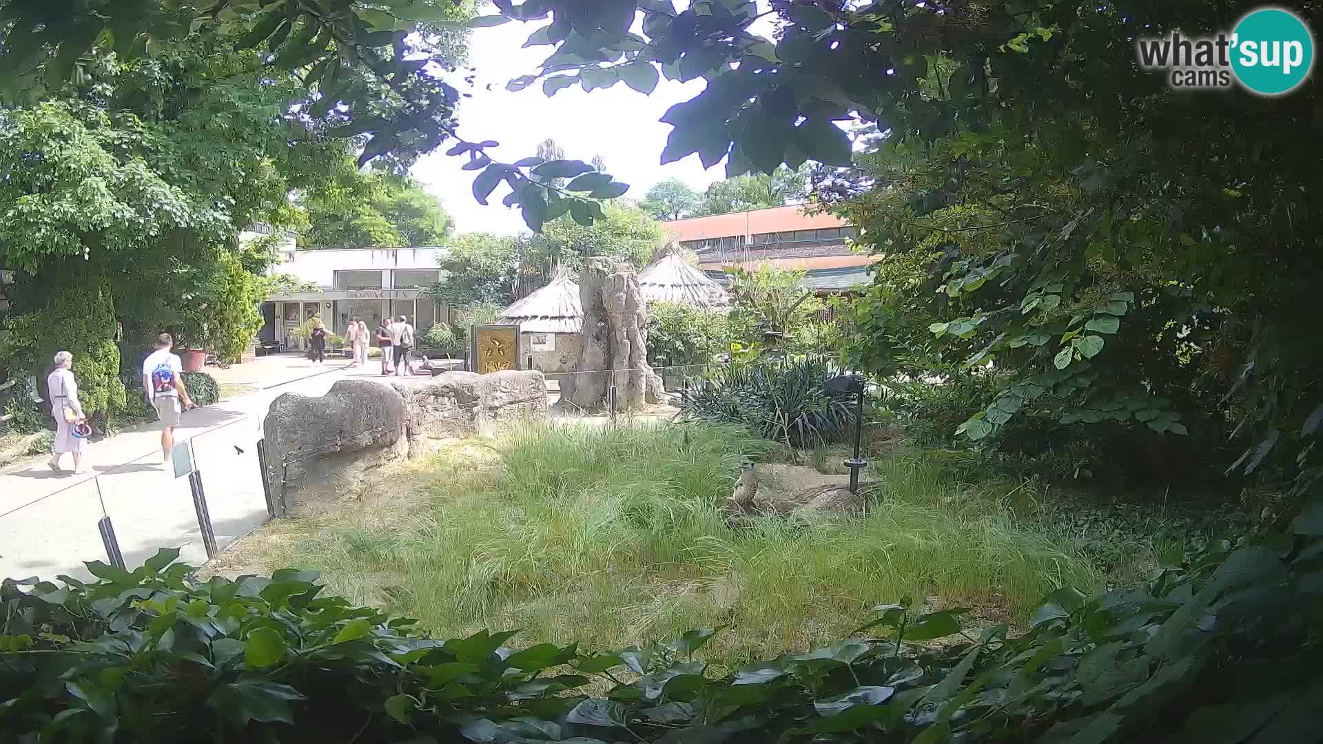 Zoo Zagreb – Suricata
