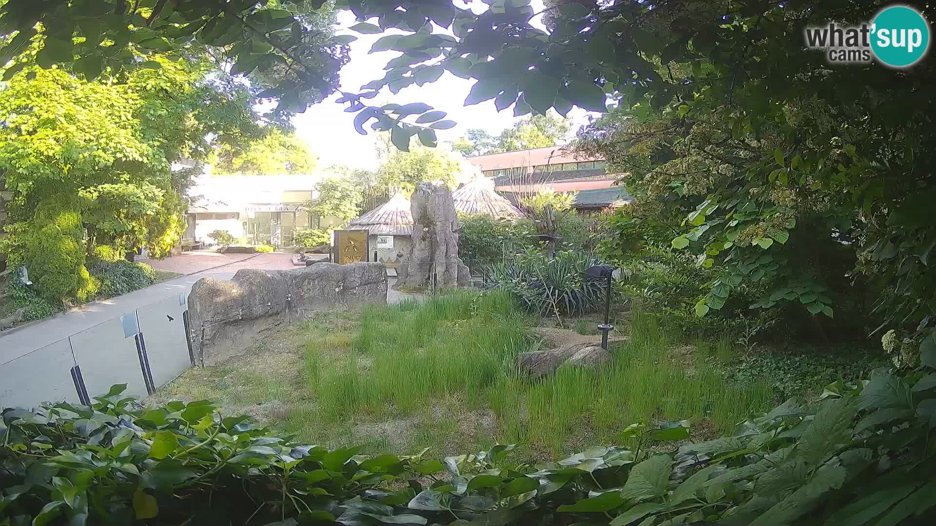 Zoo Zagreb – Suricata