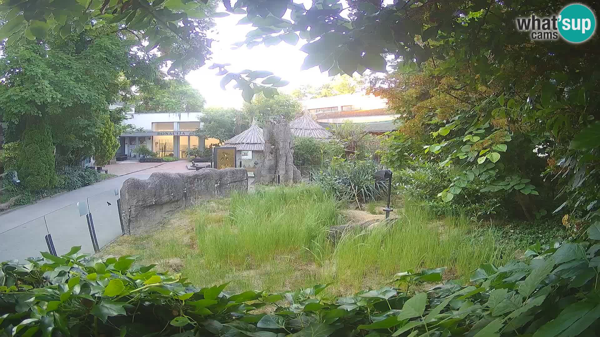Zoo Zagreb – Surikate