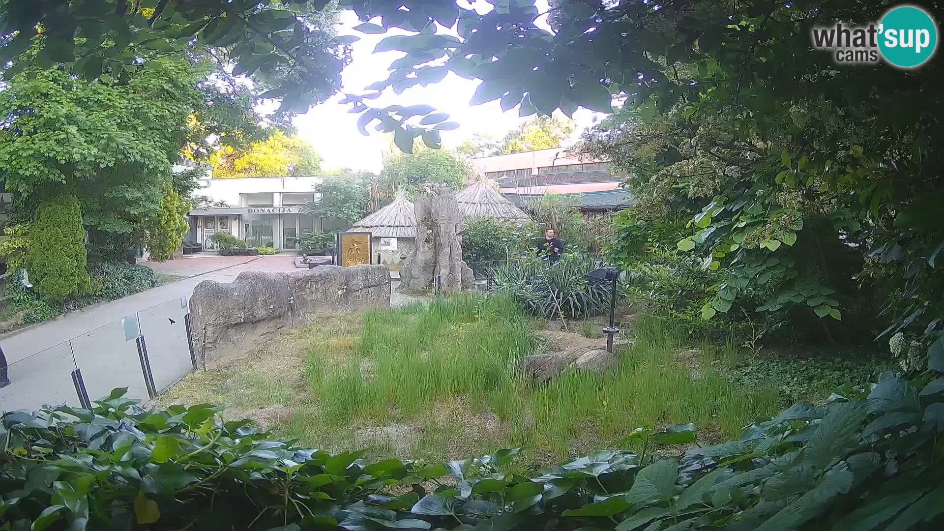Zoo Zagreb – Suricata