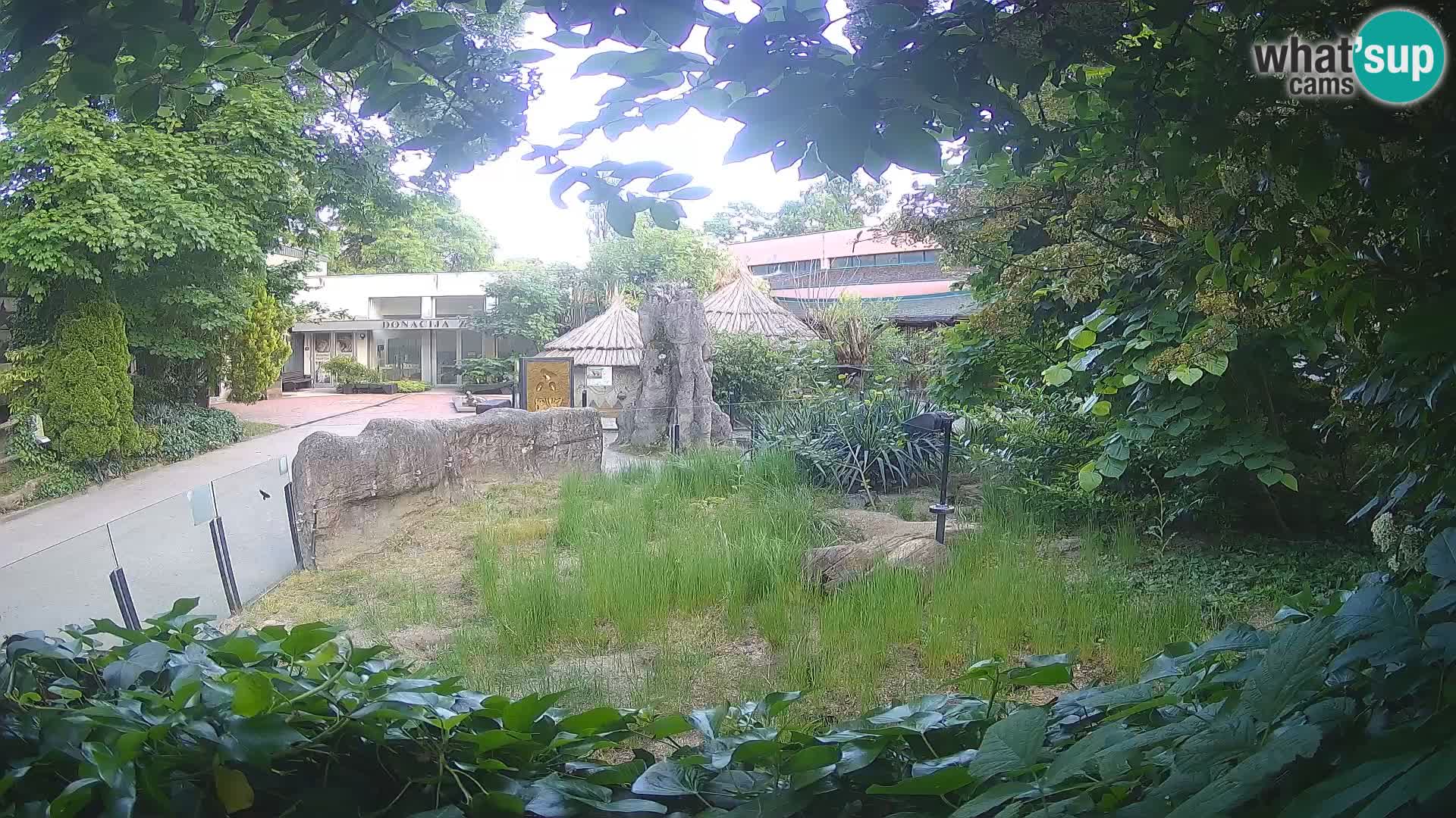 Zoo Zagreb – Merkat