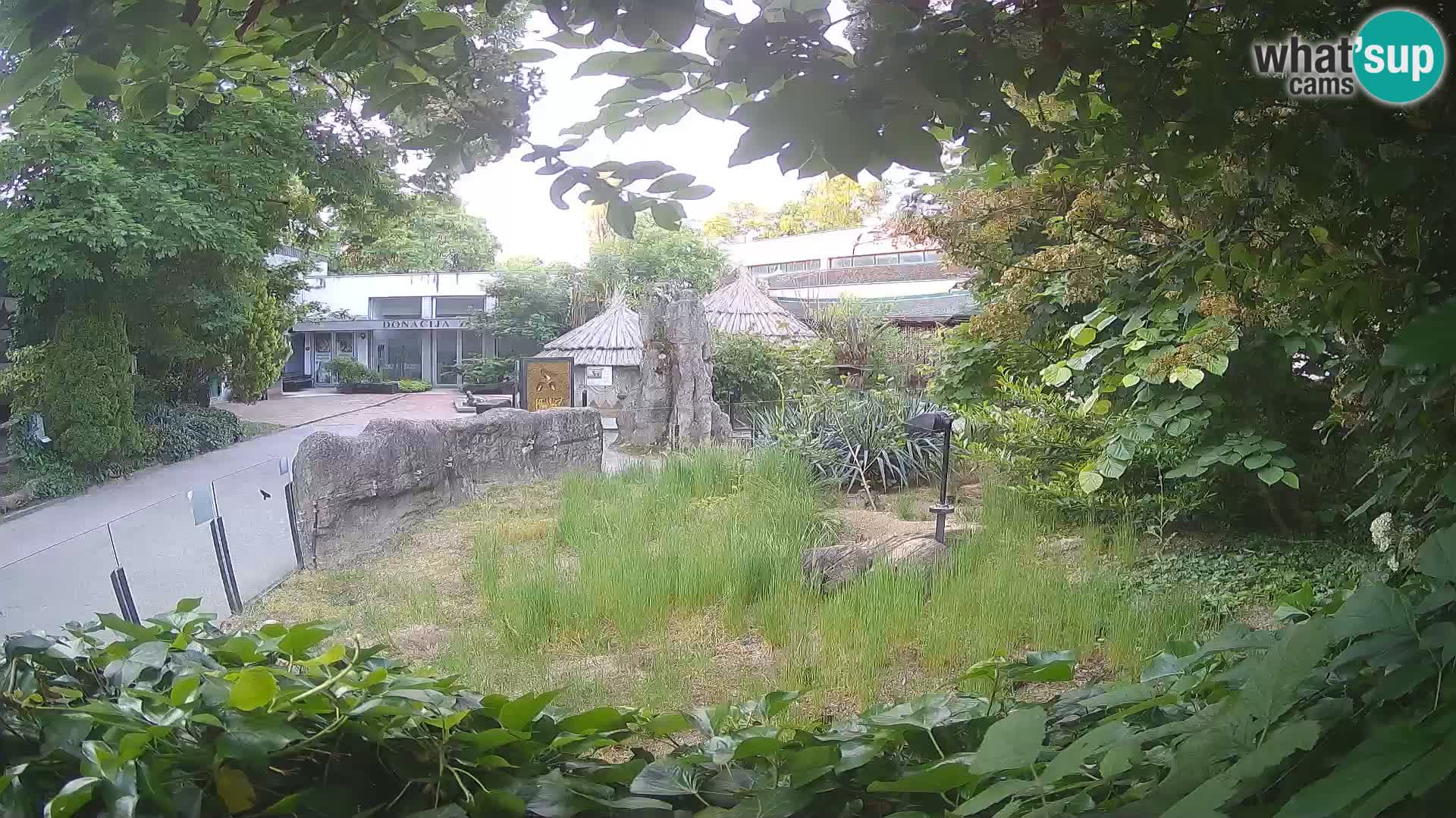 Zoo Zagreb – Suricata