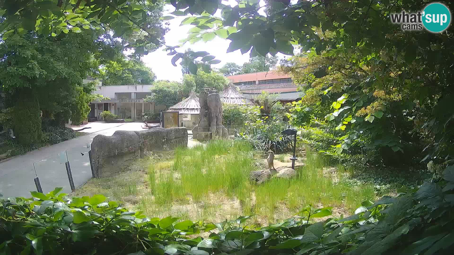 Zoo Zagreb – Erdmännchen