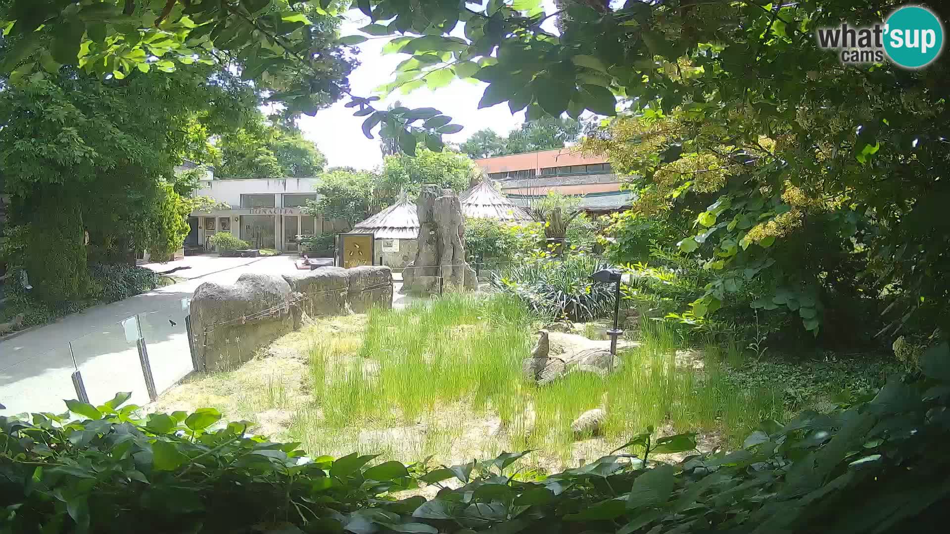 Zoo Zagreb – Merkat