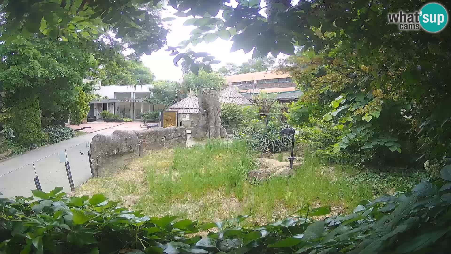 Zoo Zagreb – Merkat