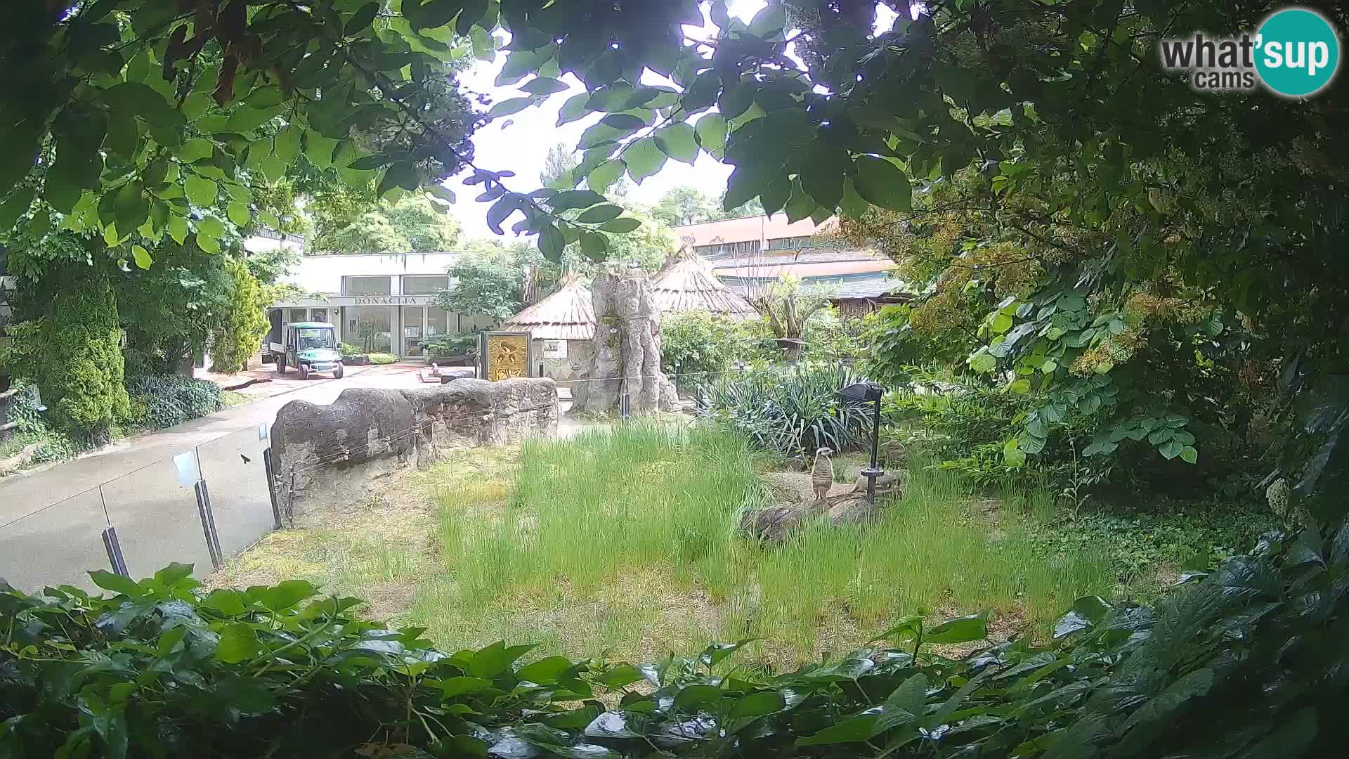 Zoo Zagreb – Suricate