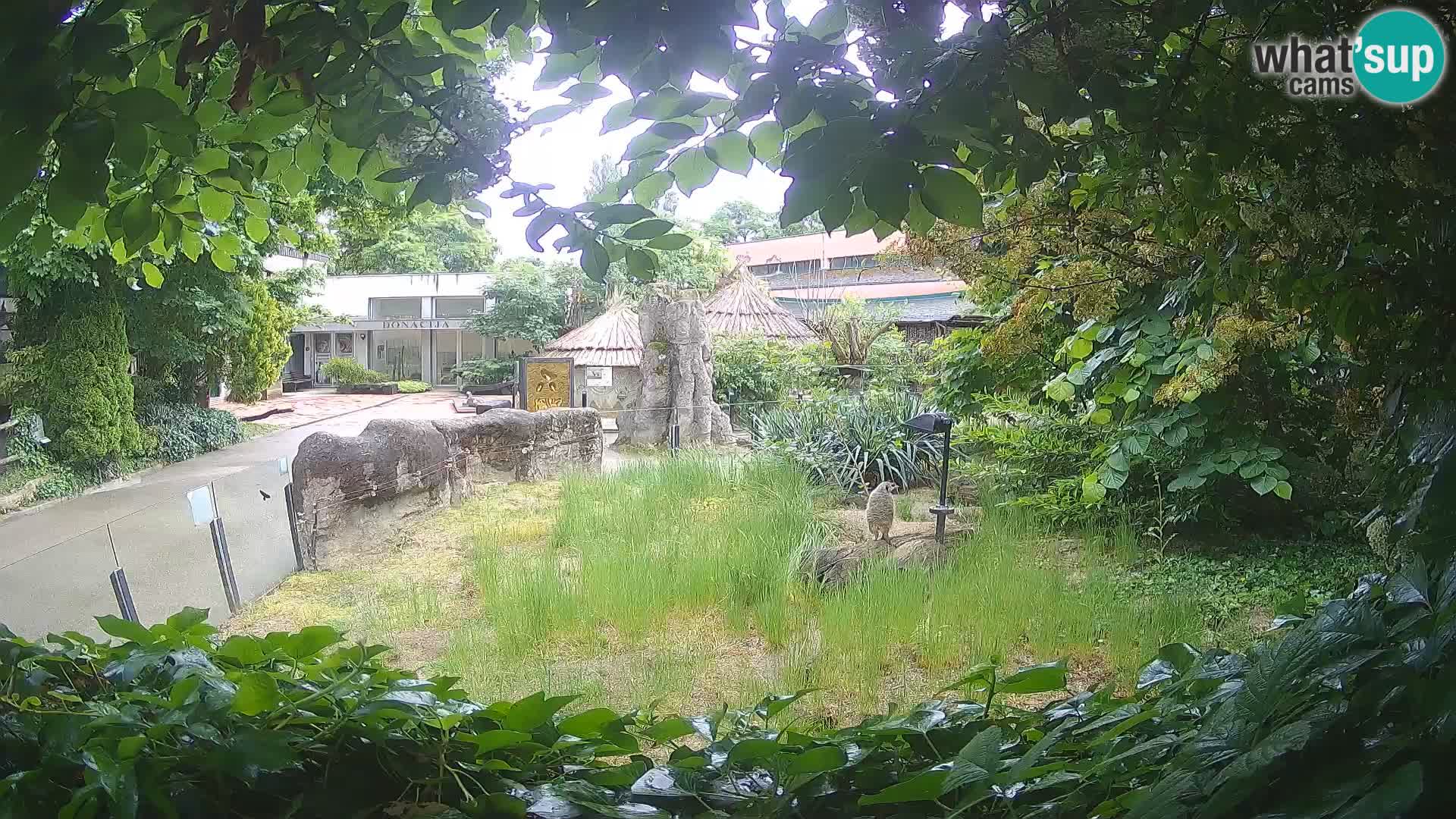 Zoo Zagreb – Suricata