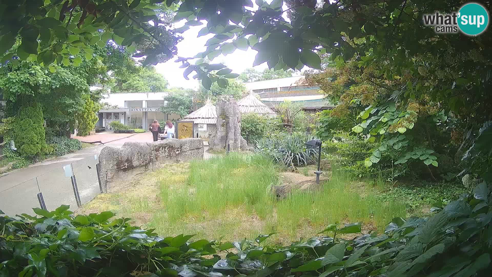 Zoo Zagreb – Suricate