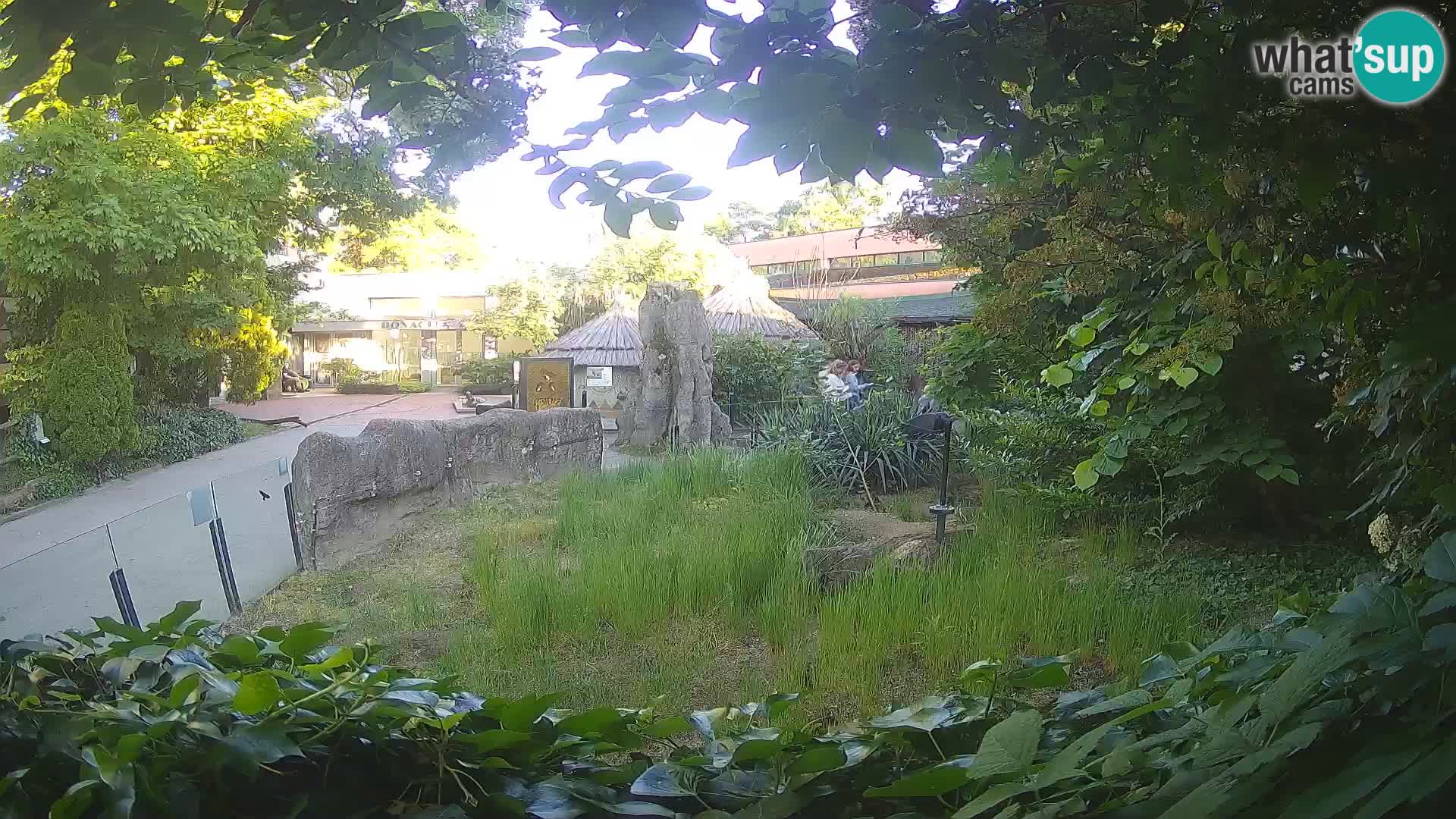 Zoo Zagreb – Suricata