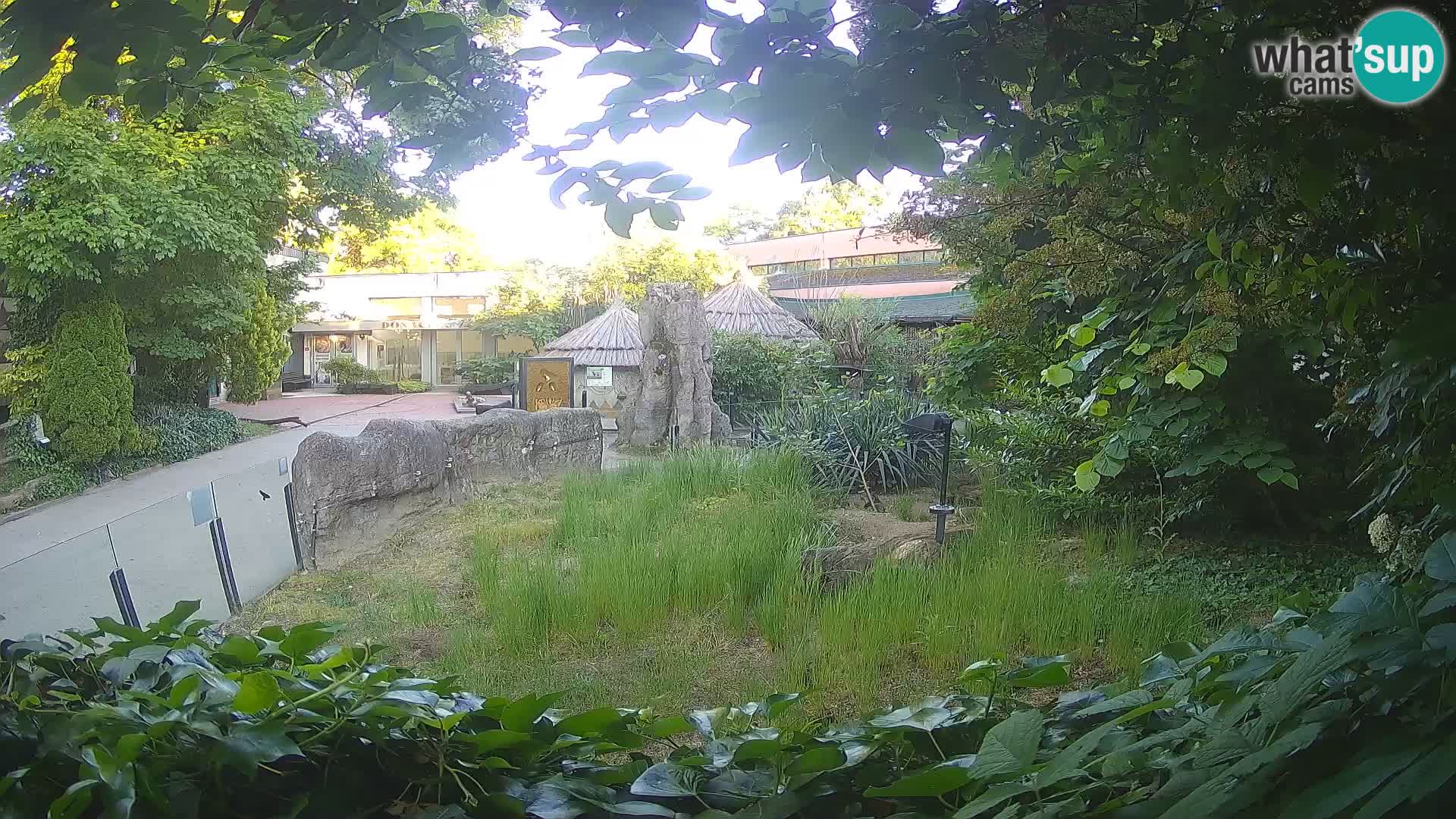 Zoo Zagreb – Suricata