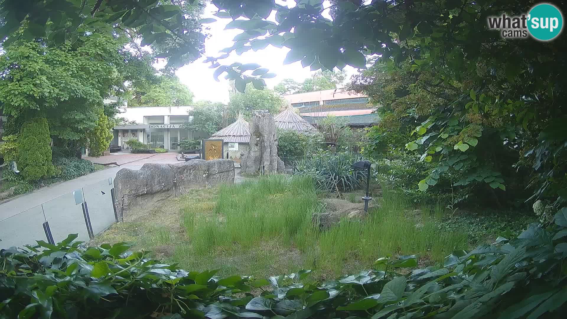 Zoo Zagreb – Merkat