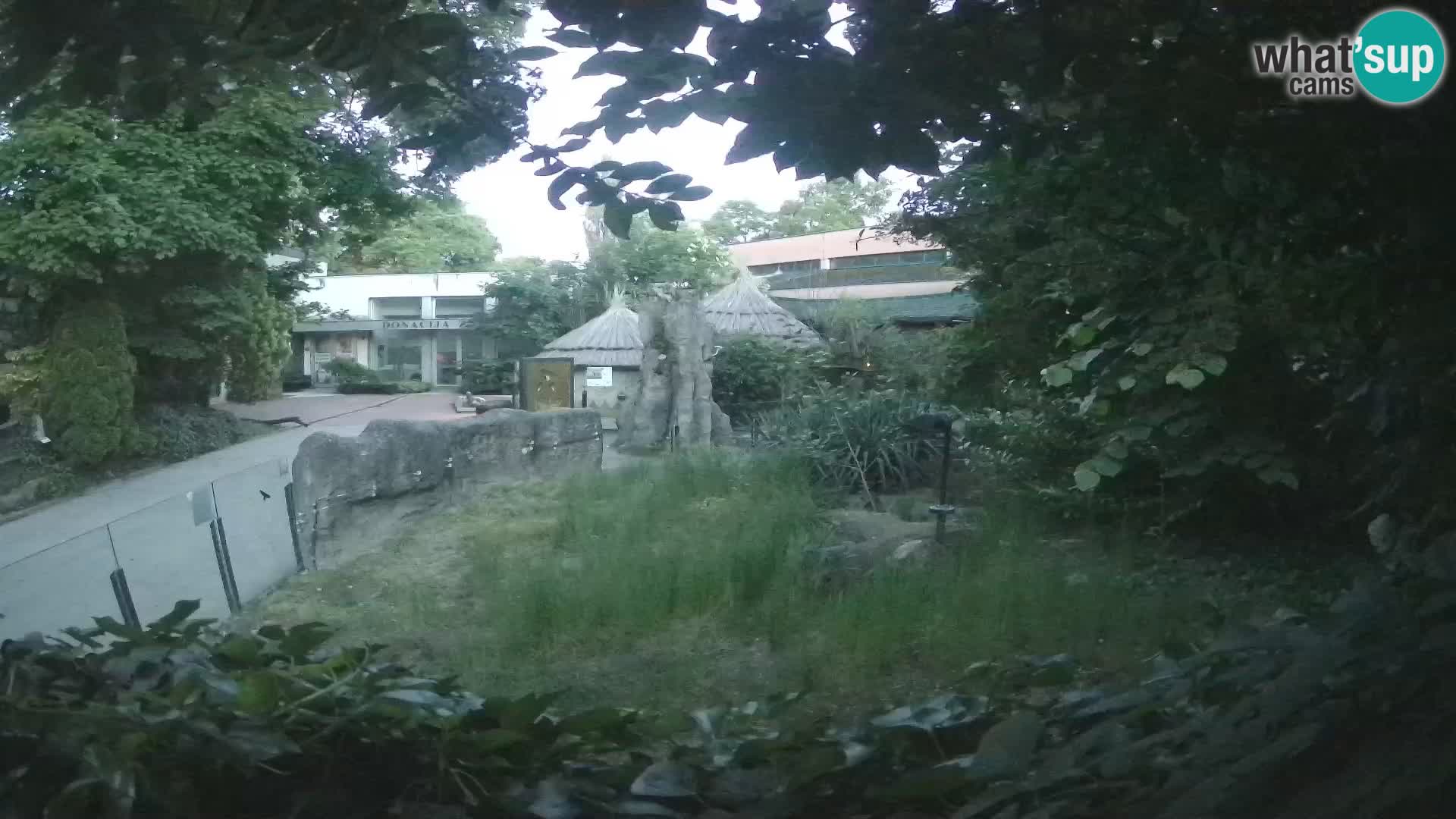 Zoo Zagreb – Suricata