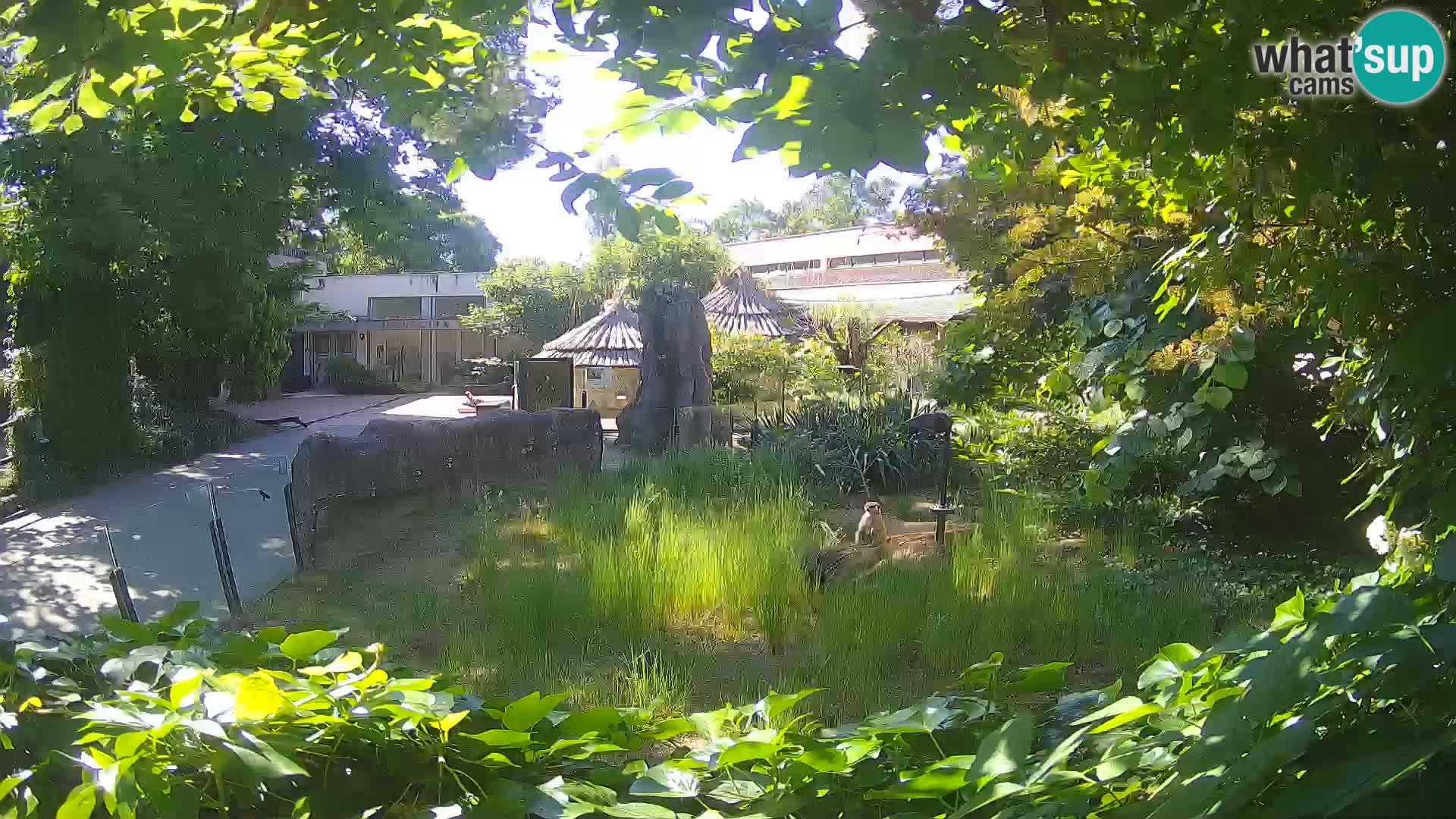 Zoo Zagreb – Suricata