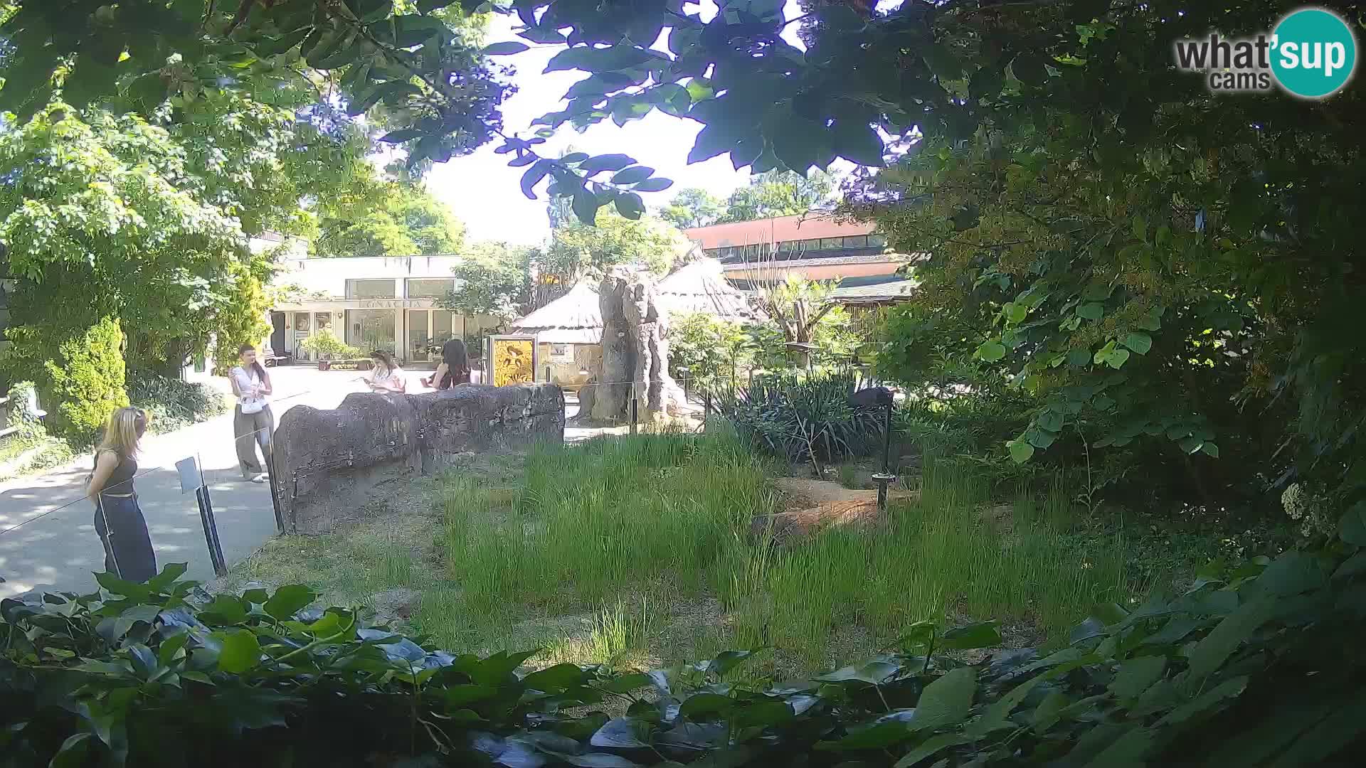 Zoo Zagreb – Merkat