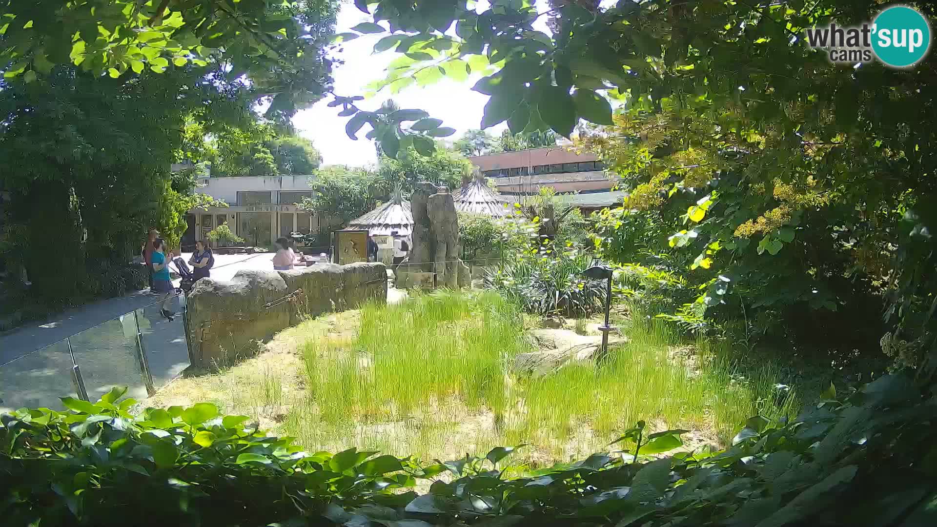 Zoo Zagreb – Erdmännchen