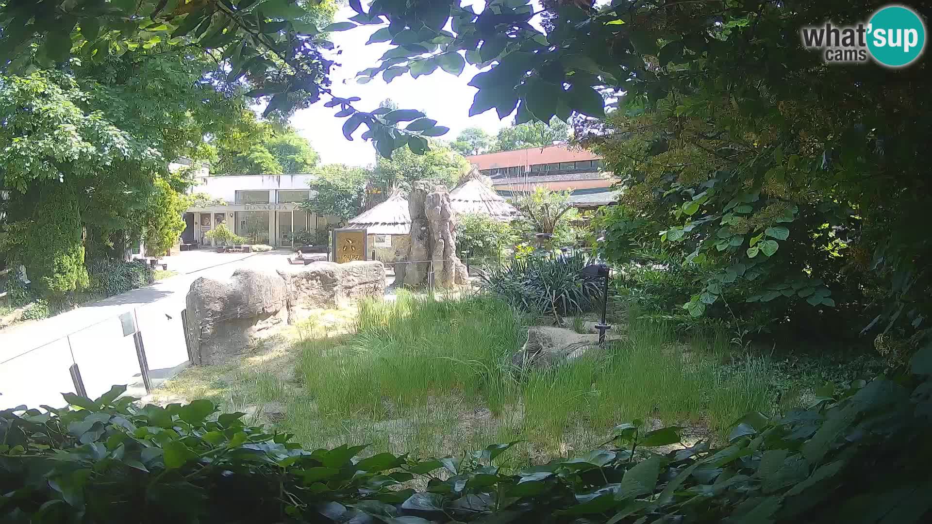 Zoo Zagreb – Suricate