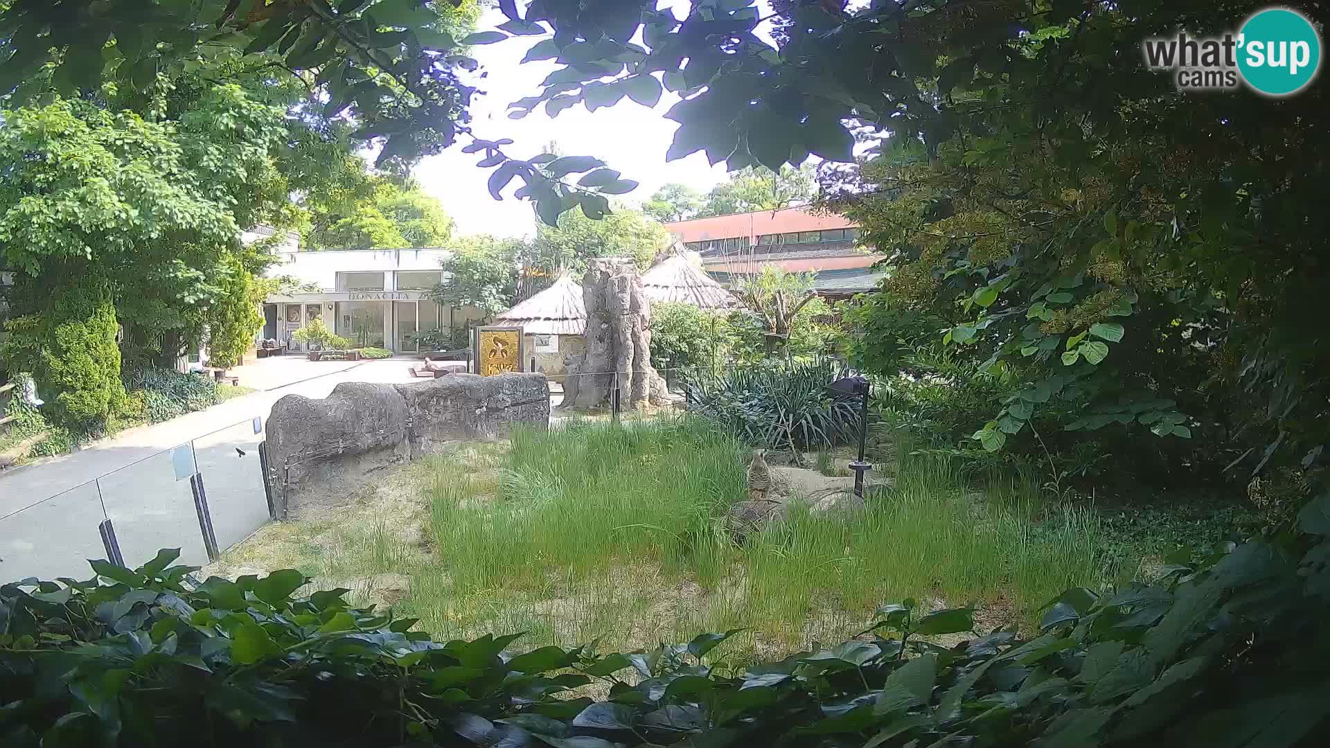 Zoo Zagreb – Suricate