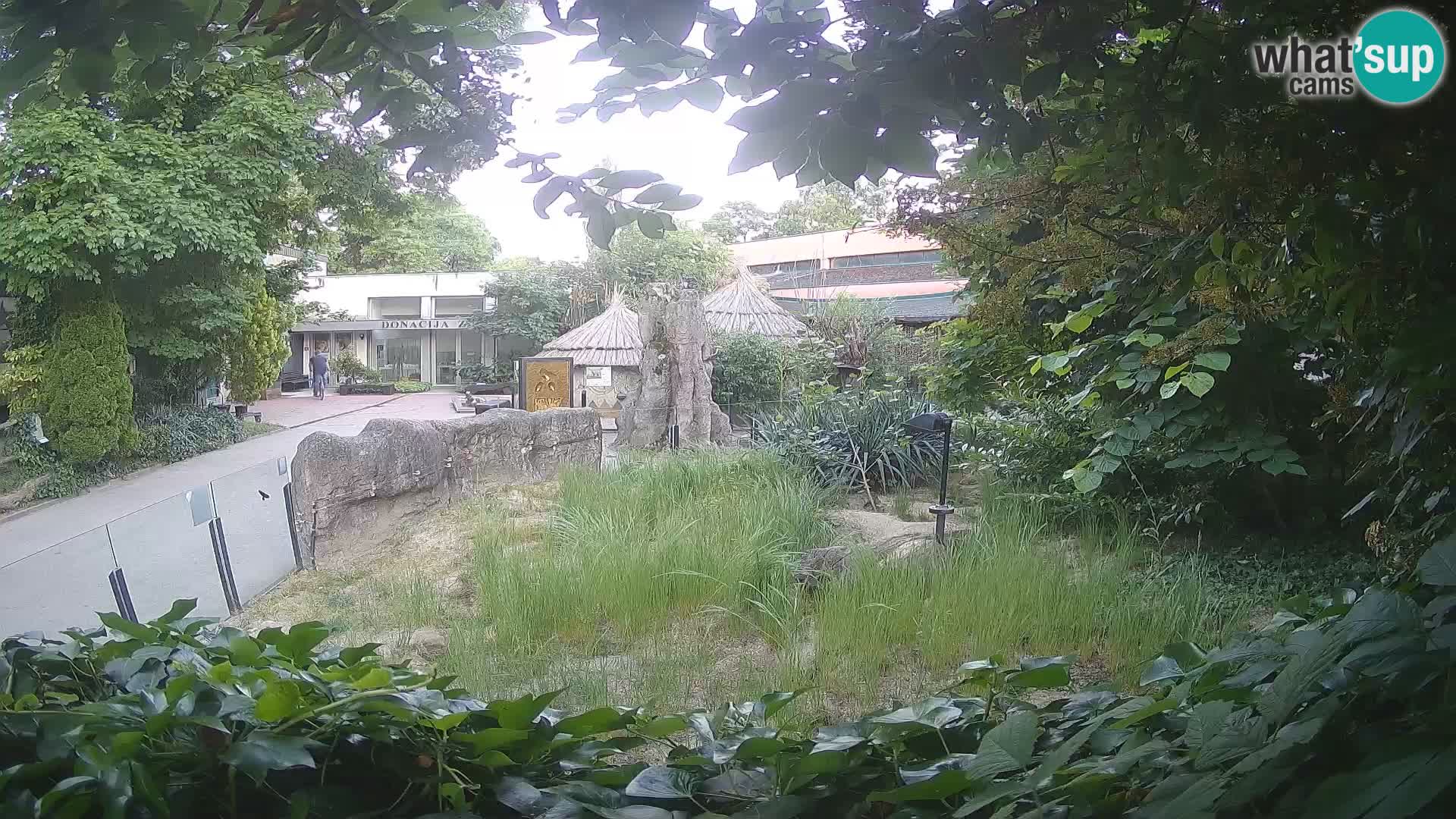 Zoo Zagreb – Merkat