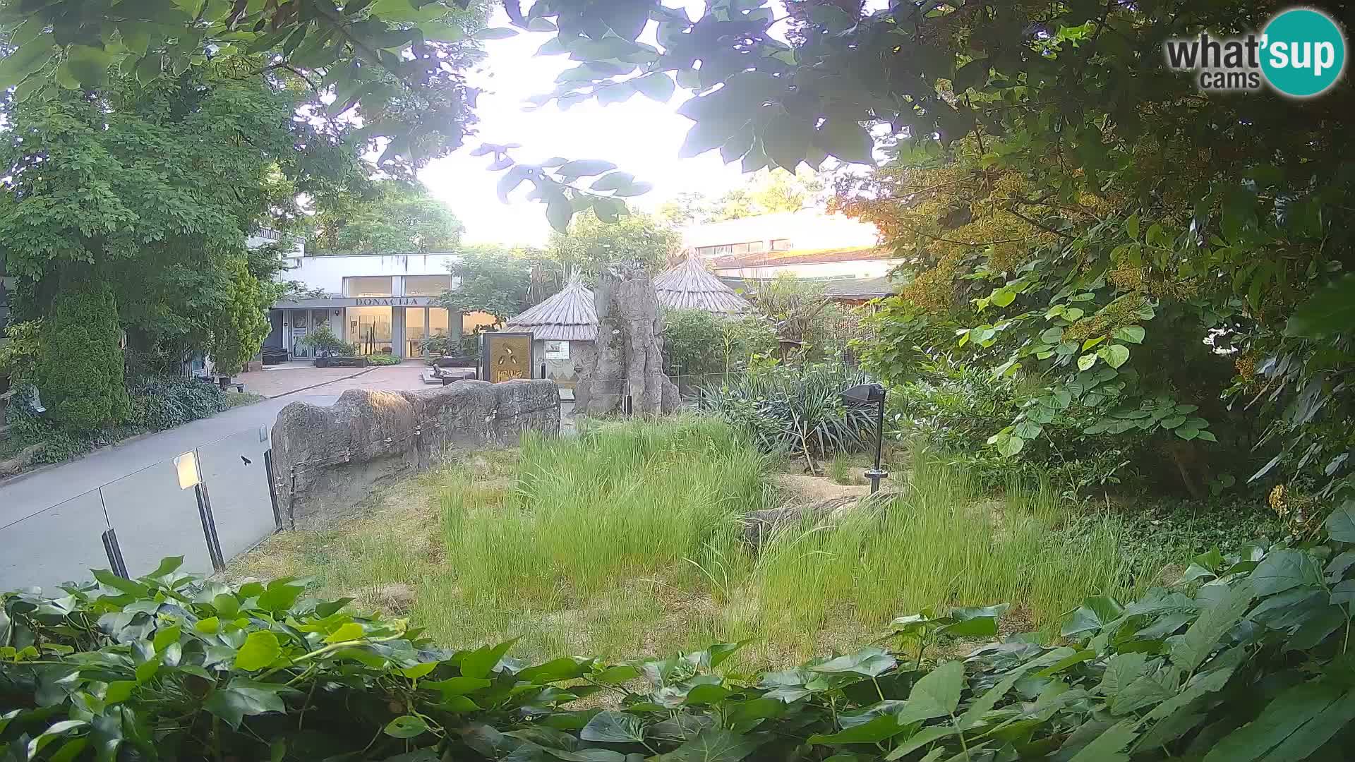 Zoo Zagreb – Merkat