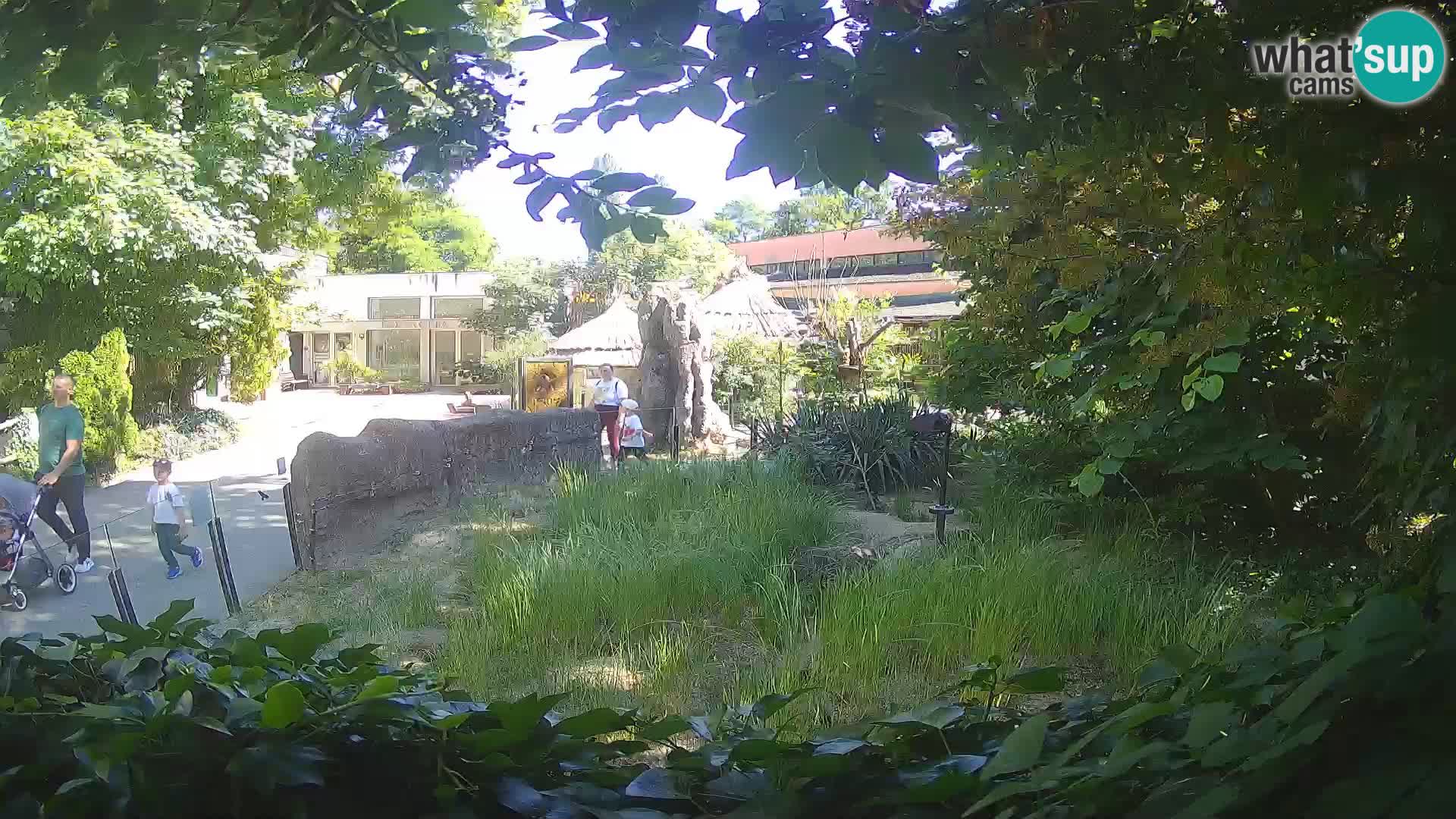 Zoo Zagreb – Suricata