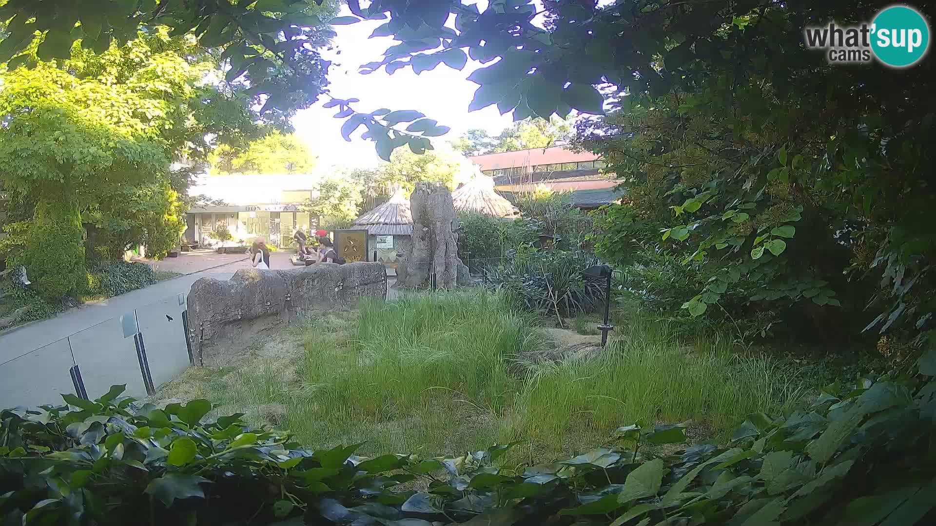 Zoo Zagreb – Suricata