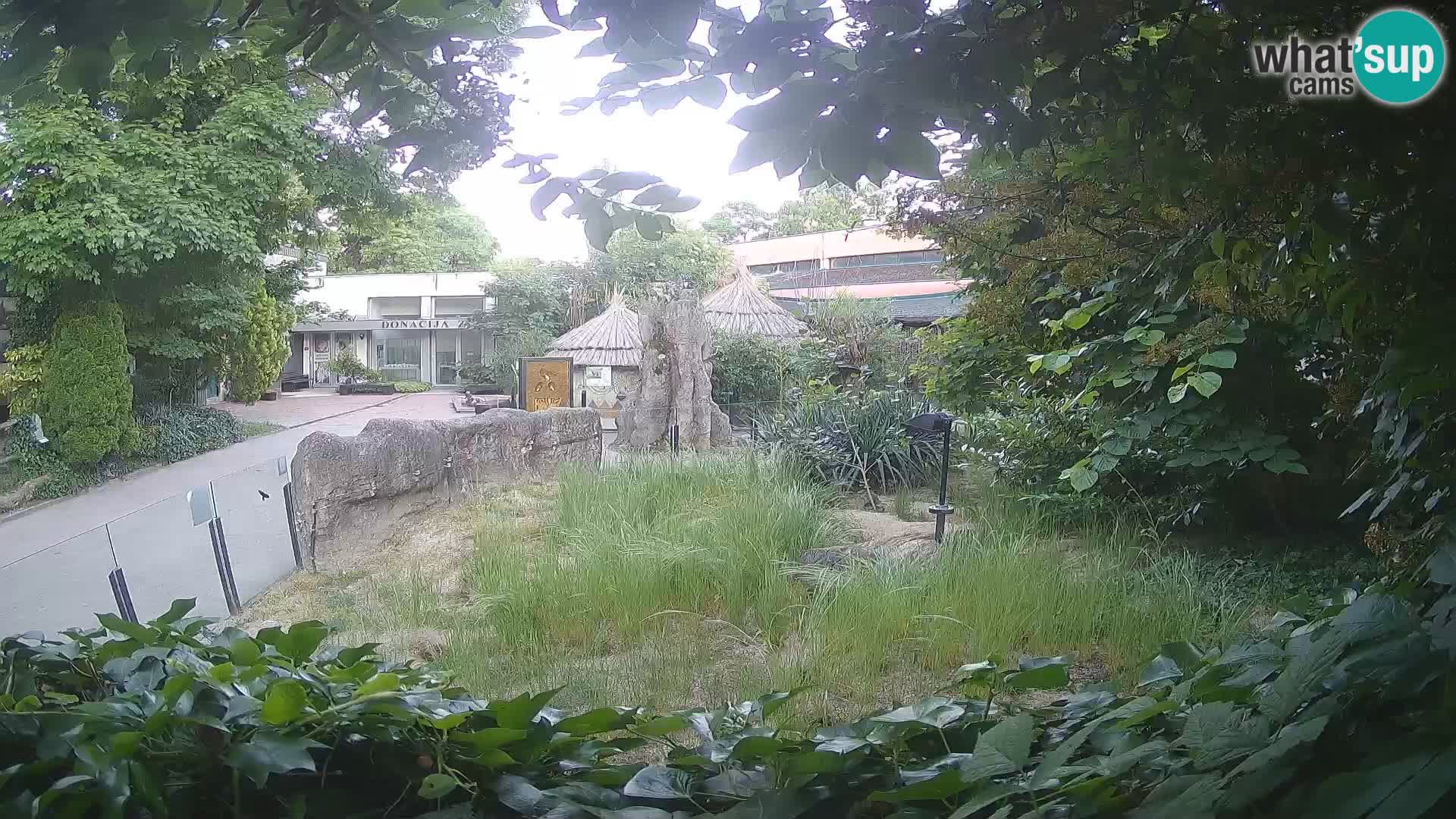 Zoo Zagreb – Suricata