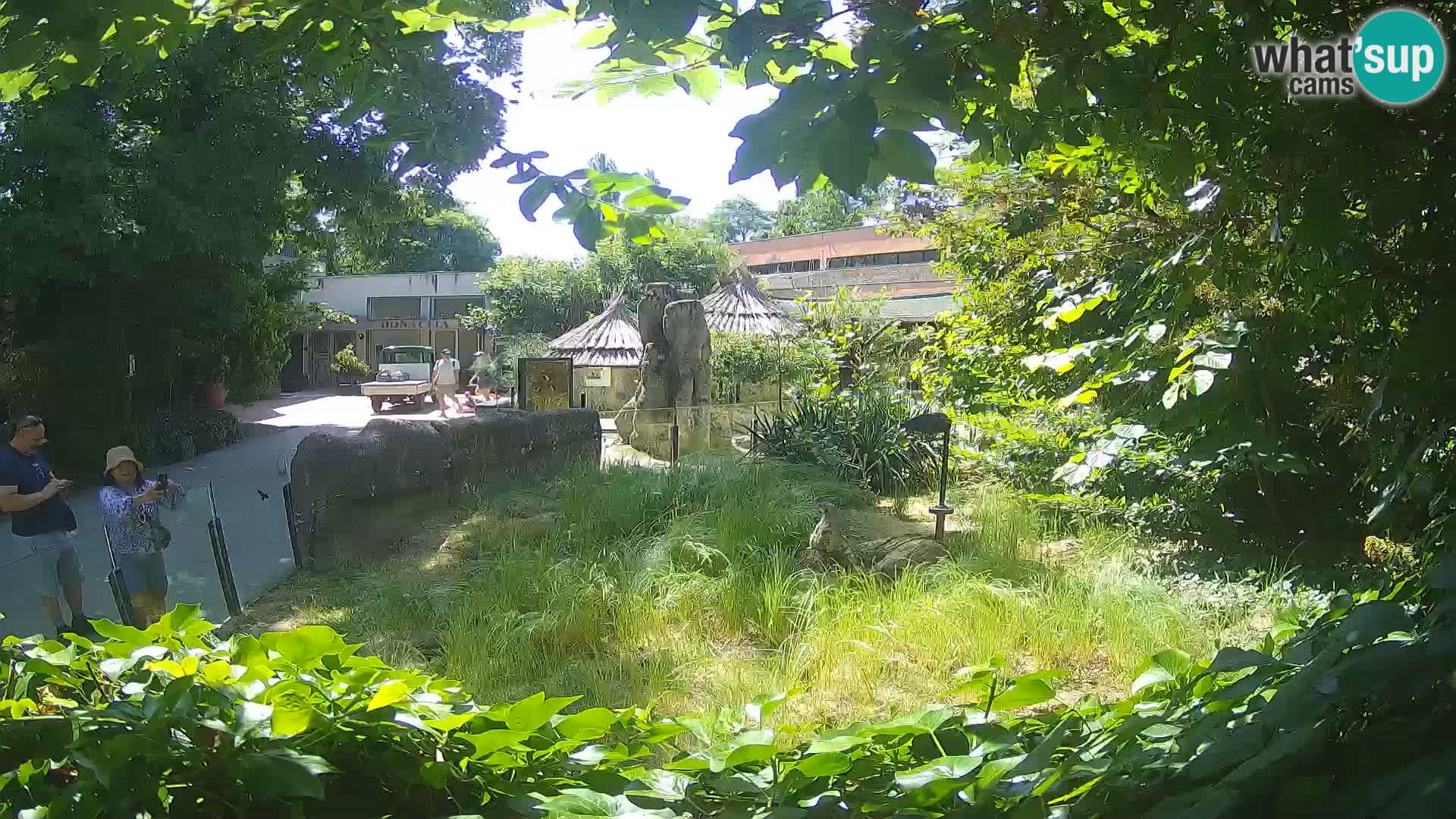 Zoo Zagreb – Merkat