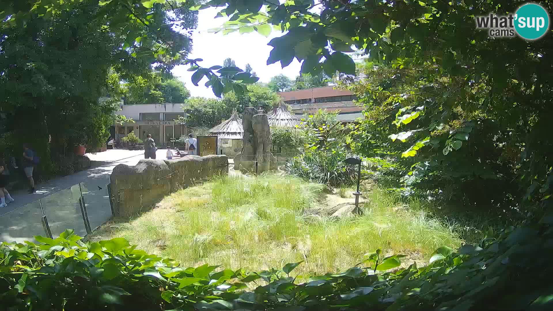 Zoo Zagreb – Merkat