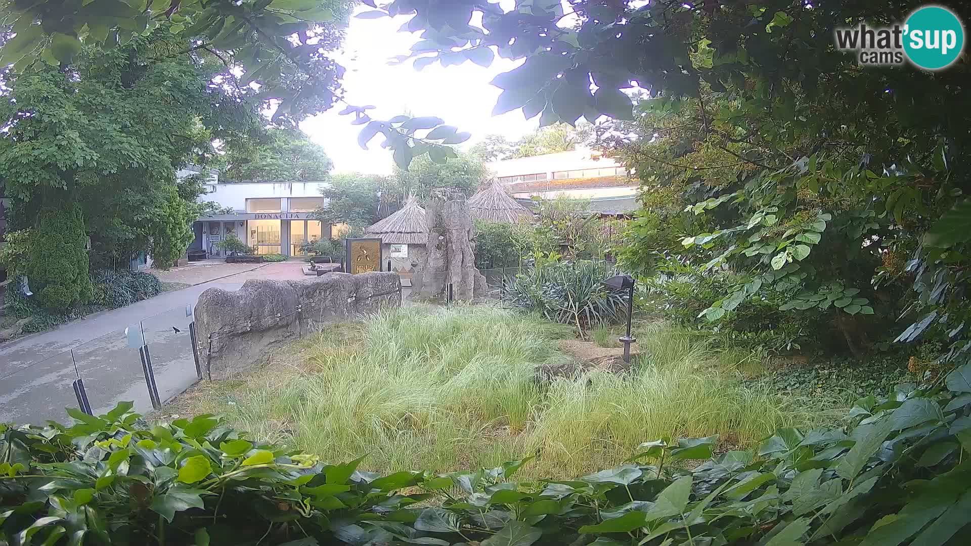 Zoo Zagreb – Suricate