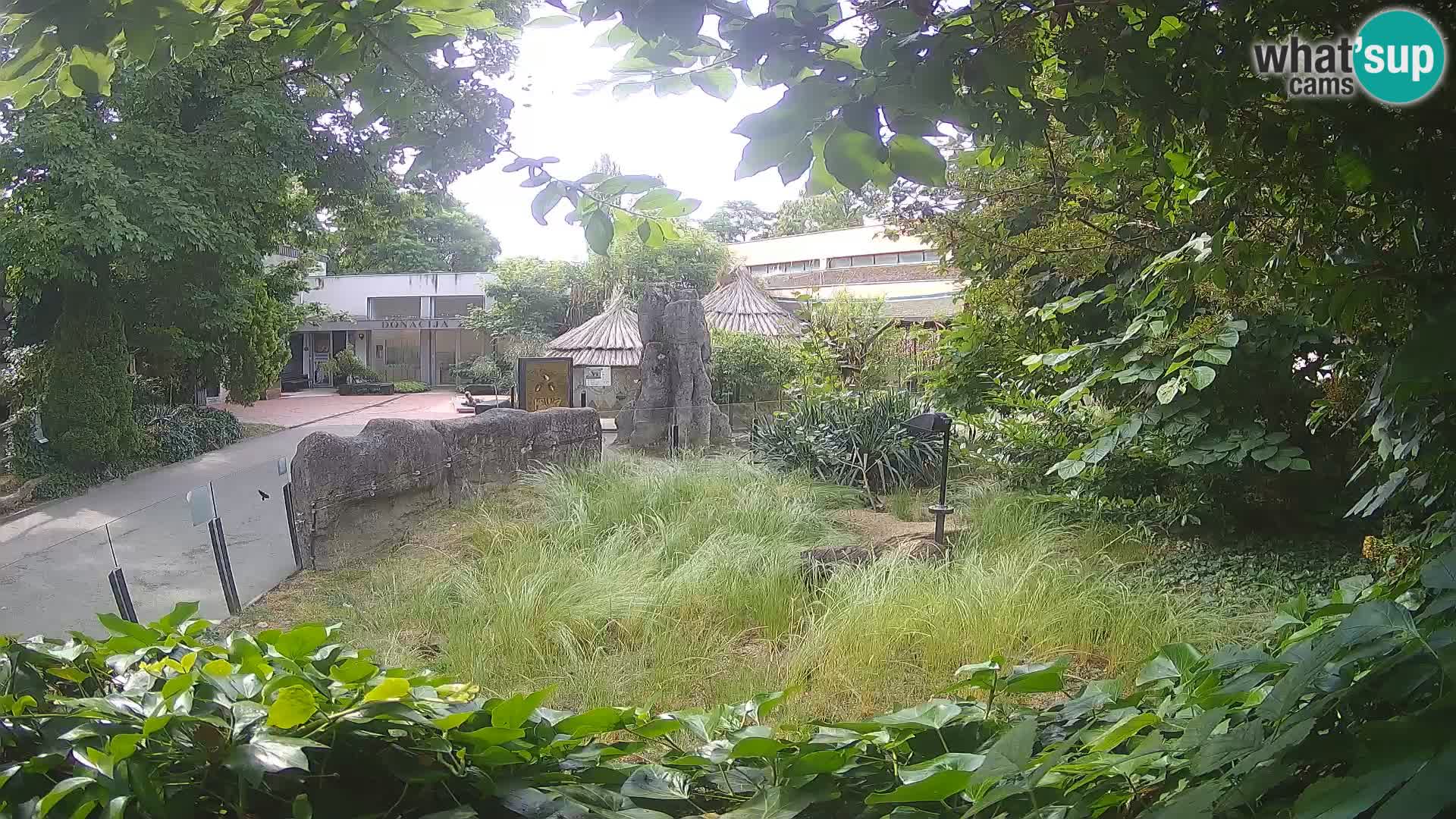 Zoo Zagreb – Suricate
