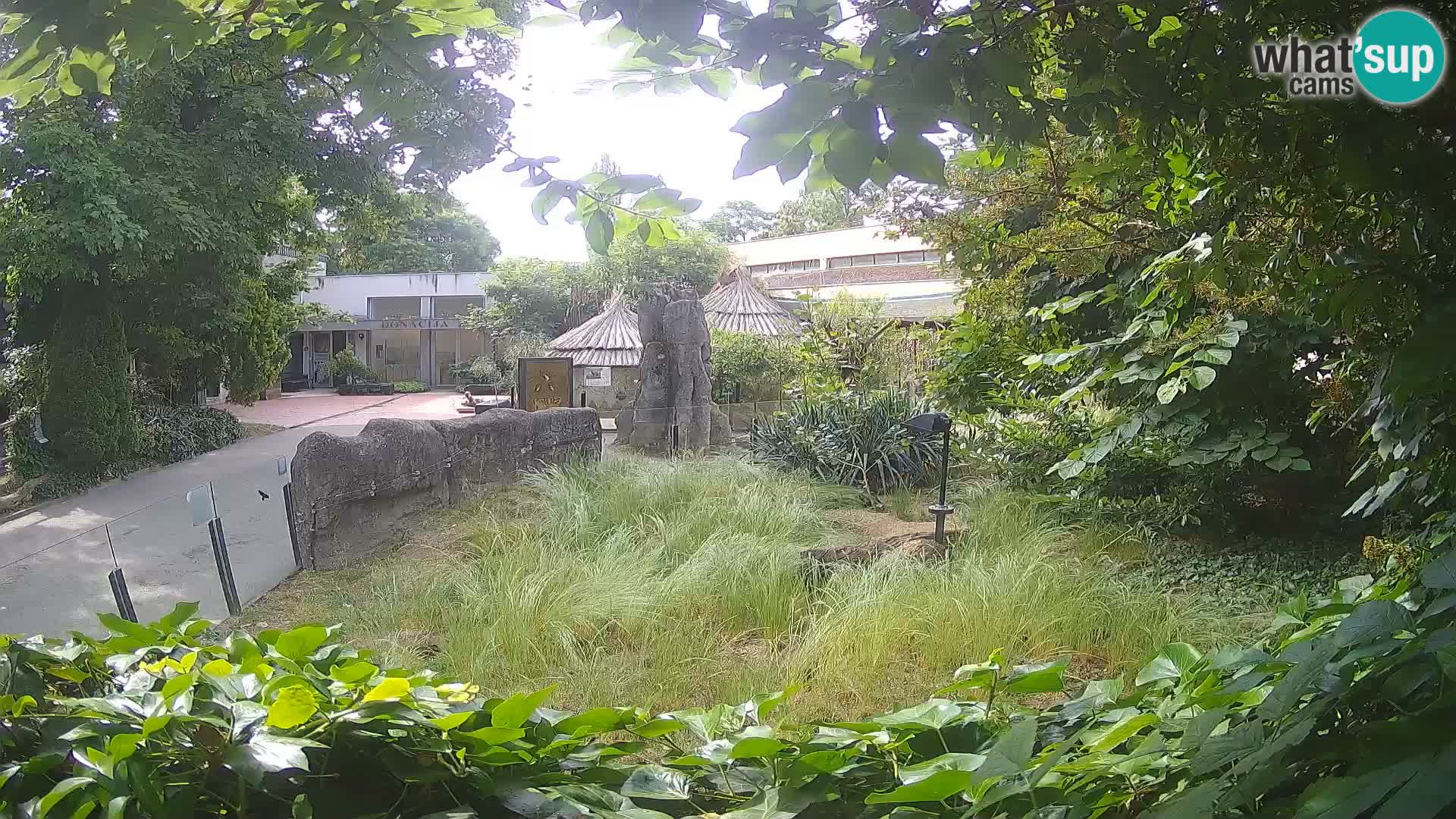Zoo Zagreb – Suricata