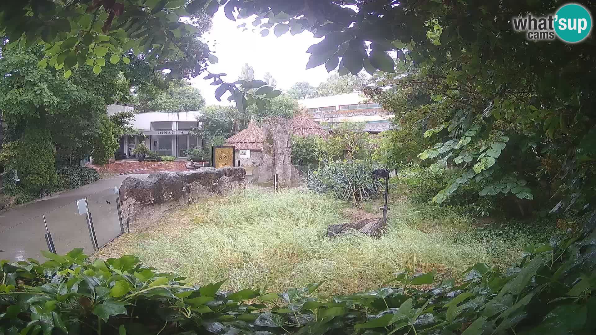 Zoo Zagreb – Suricata