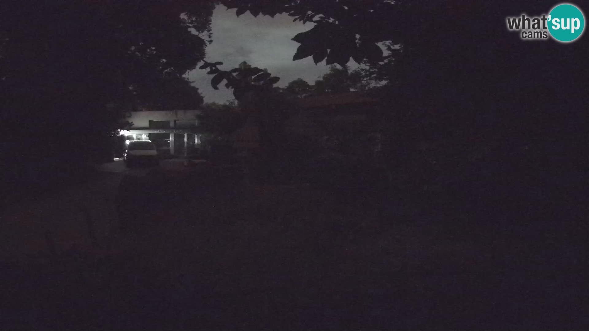 Zoo Zagreb – Suricata