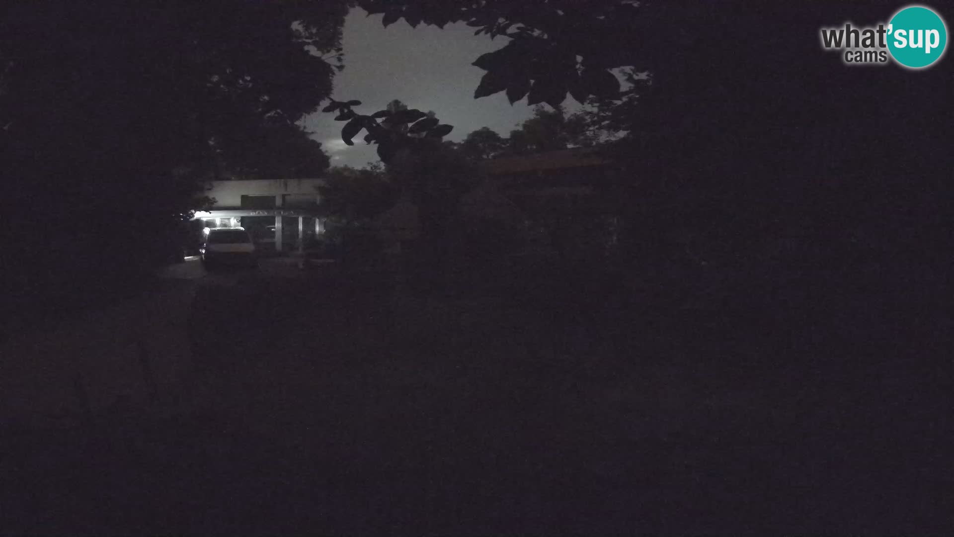 Zoo Zagreb – Suricata