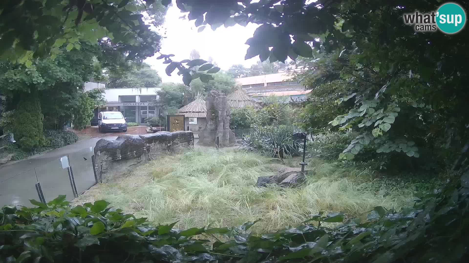 Zoo Zagreb – Suricata