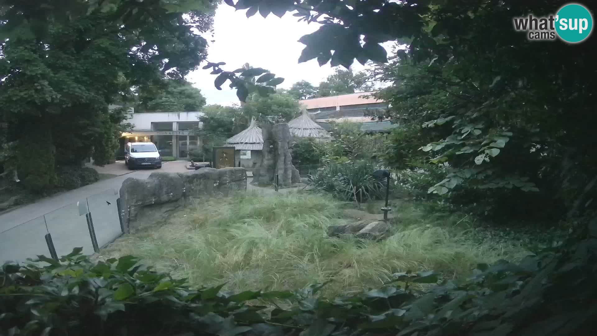 Zoo Zagreb – Merkat