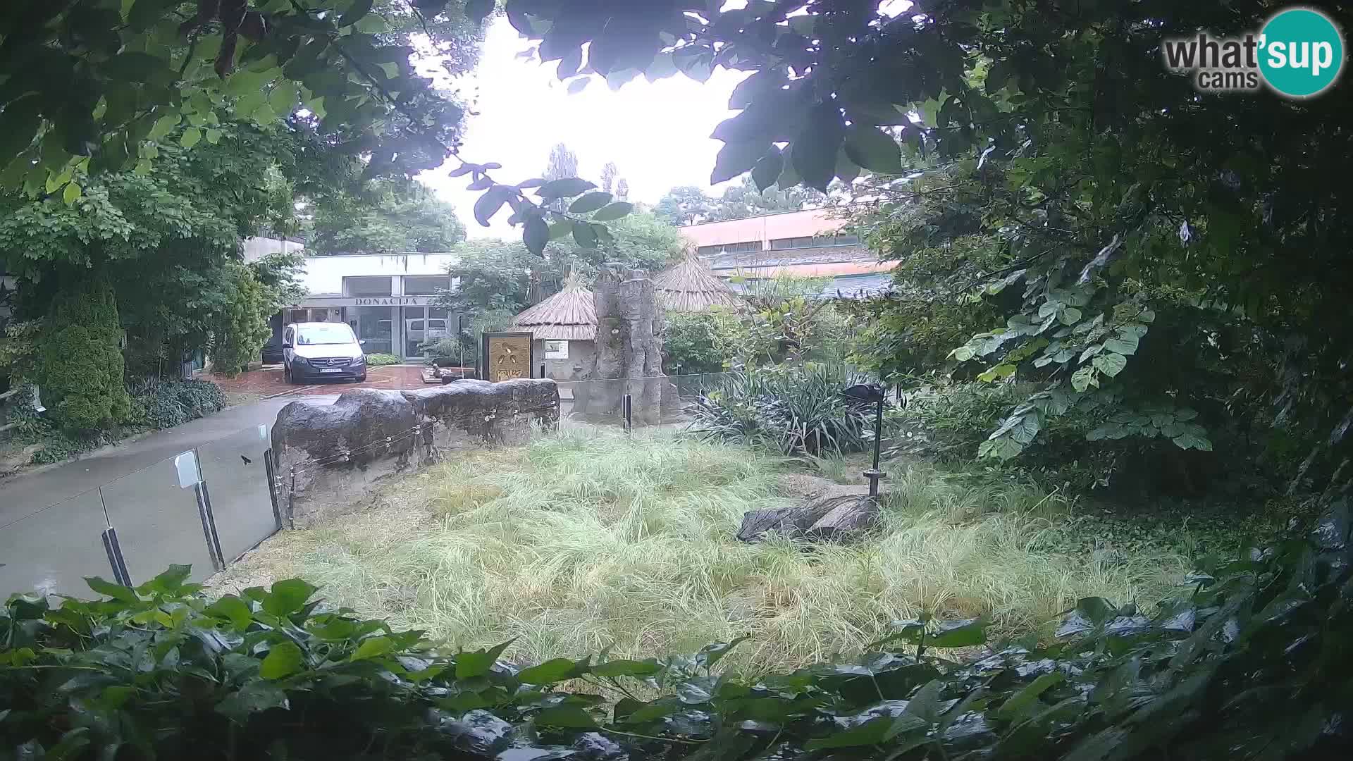Zoo Zagreb – Suricata