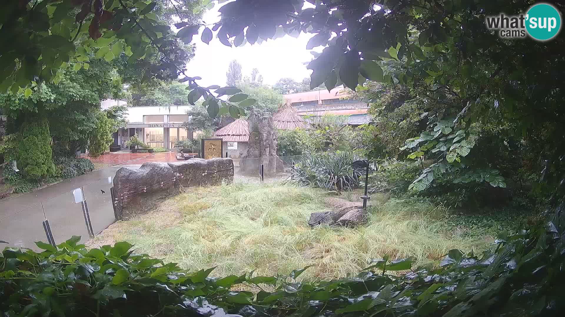 Zoo Zagreb – Suricata